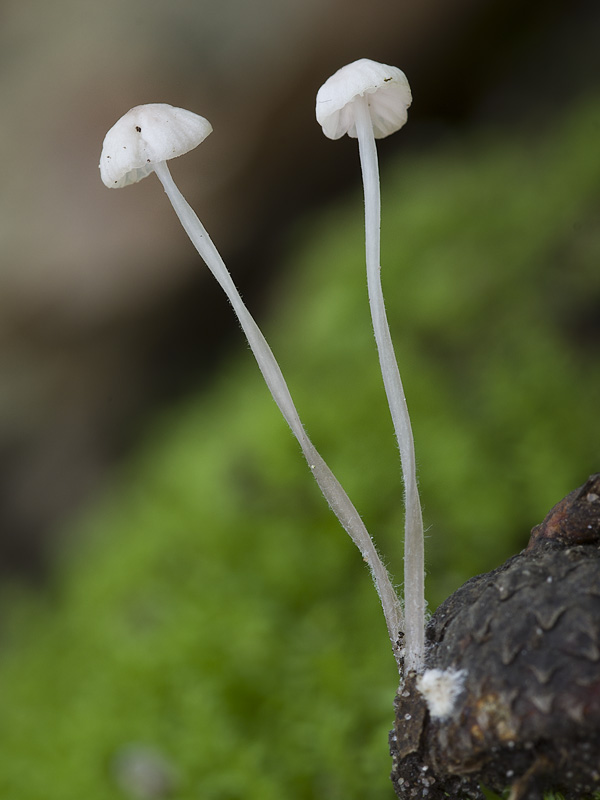 Mycena pilosella var. heterocystidiosa